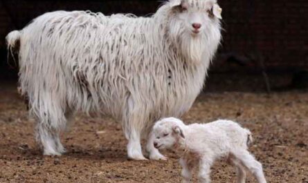 Chèvre blanche à poil court : caractéristiques, utilisations et informations complètes sur la race