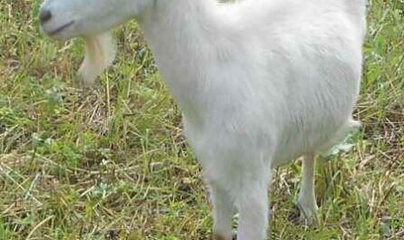 Chèvre blanche russe : caractéristiques, utilisations et informations complètes sur la race