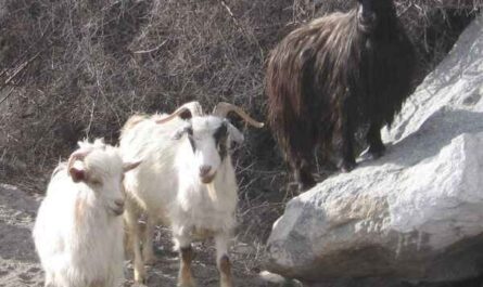 Chèvre Cachemire : Caractéristiques, Origine, Utilisations & Informations Complètes sur la Race