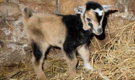 Chèvre de couleur chamois : caractéristiques, utilisations et informations complètes sur la race