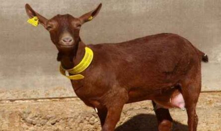 Chèvre de Murciana : Caractéristiques, Origine, Utilisations & Informations Complètes sur la Race