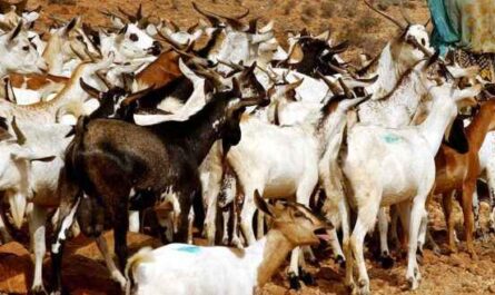 Chèvre de Somalie : caractéristiques, utilisations et informations complètes sur la race