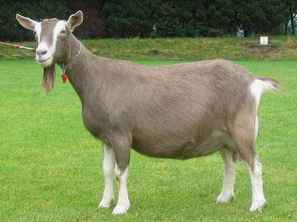 Chèvre de Tauernsheck : caractéristiques, utilisations et informations complètes sur la race
