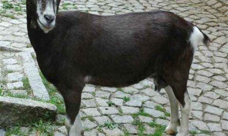 Chèvre de Thuringe : caractéristiques, utilisations et informations complètes sur la race