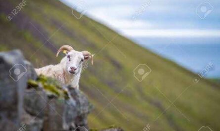 Chèvre islandaise : caractéristiques, origine, utilisations et informations complètes sur la race