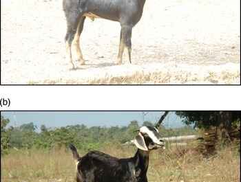Chèvre Jakharana : Caractéristiques, utilisations et informations complètes sur la race