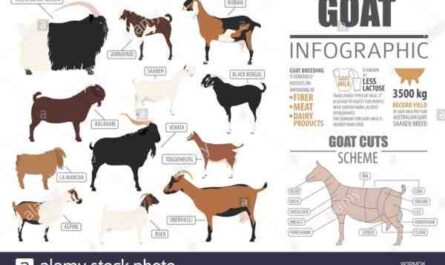 Chèvre Jamunapari : Caractéristiques, alimentation, élevage, soins