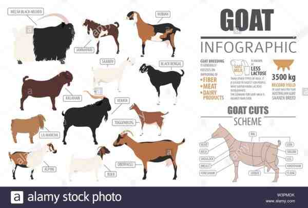 Chèvre Jamunapari : Caractéristiques, alimentation, élevage, soins