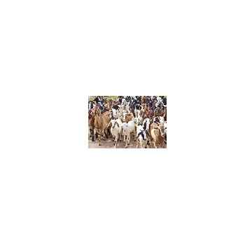 Chèvre Osmanabadi : Caractéristiques, utilisations et informations complètes sur la race