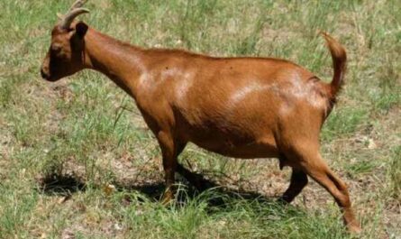 Chèvre rouge du Kalahari : caractéristiques, utilisations et informations complètes sur la race