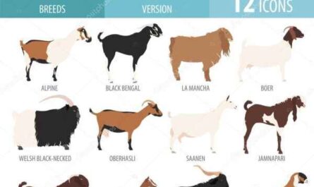 Chèvre Verata : Caractéristiques, utilisations et informations complètes sur la race