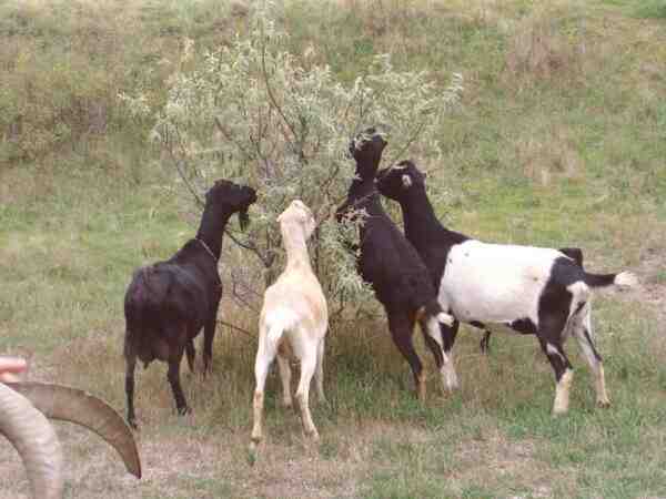 Chèvres Lamancha : Caractéristiques, Alimentation, Reproduction