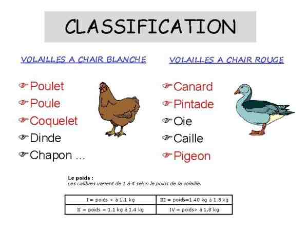 Classification de la volaille : classe, race, variété et souche de poulet