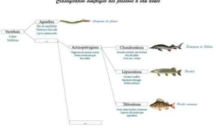 Classification des poissons : classification scientifique des poissons
