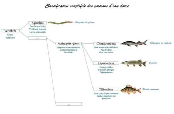 Classification des poissons : classification scientifique des poissons