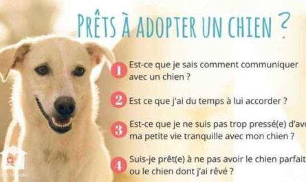 Comment adopter un chien: Top Dog Rehoming & Adoption Guide avec des conseils