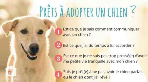 Comment adopter un chien: Top Dog Rehoming & Adoption Guide avec des conseils