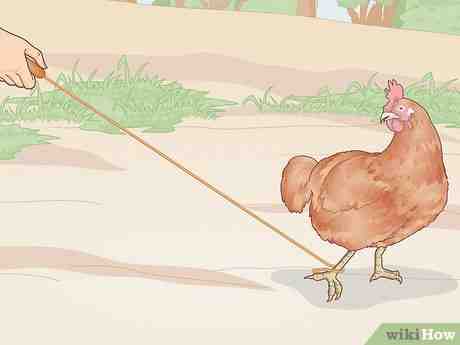 Comment attraper un coq: Guide pour attraper un coq évadé
