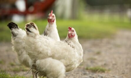 Comment élever des poulets de basse-cour: Guide d'affaires complet pour les débutants