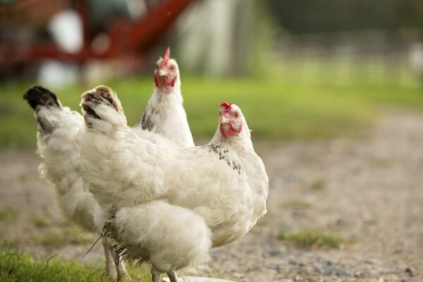 Comment élever des poulets de basse-cour: Guide d'affaires complet pour les débutants