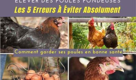 Comment garder quelques poules pour les œufs frais : Guide de conservation des poules pondeuses