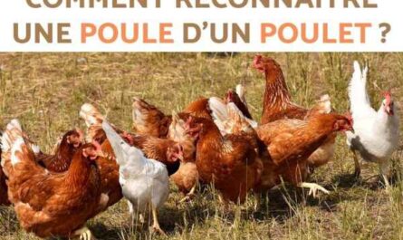 Comment identifier le poulet malade : séparer les poulets malades