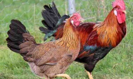 Comment identifier les coqs de la poulette: Guide complet pour les débutants