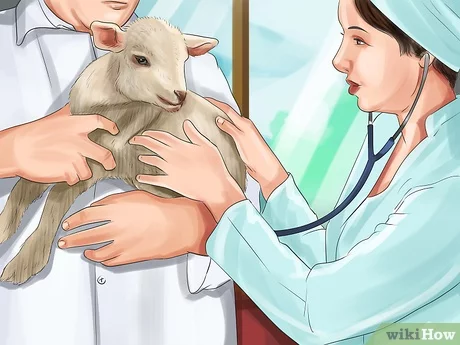 Comment nourrir un agneau au biberon : Guide du débutant pour l'allaitement au biberon