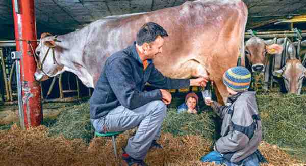 Comment traire une chèvre à la main : Guide de traite à la main pour les débutants