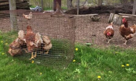 Conditions pour les poules pondeuses : Conditions idéales pour une bonne production d'œufs
