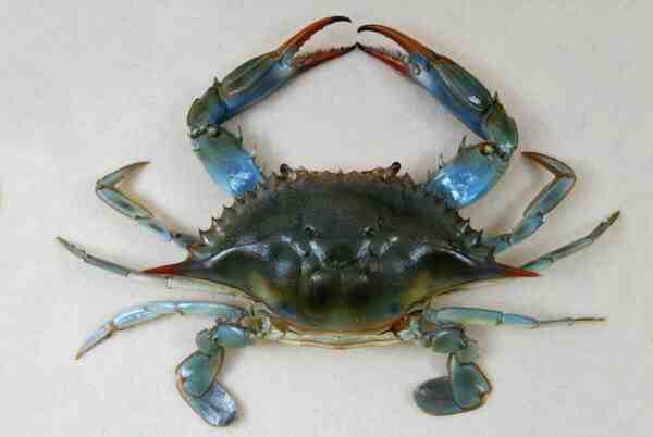 Crabe bleu : caractéristiques, régime, élevage et utilisations