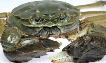Crabe chinois à mitaines : caractéristiques, alimentation et élevage