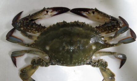 Crabe de Gazami : Caractéristiques, utilisations et informations sur l'élevage