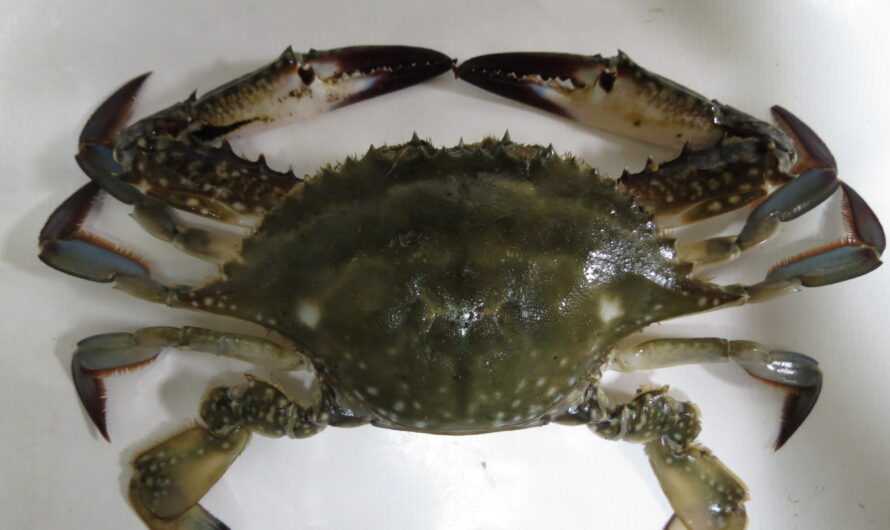 Crabe de Gazami : Caractéristiques, utilisations et informations sur l’élevage
