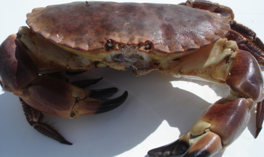 Crabe dormeur : caractéristiques, régime, élevage et utilisations