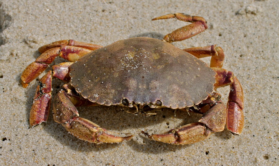 Crabe Jonas : Caractéristiques, Régime, Reproduction & Utilisations