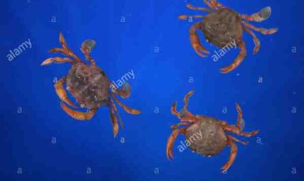 Crabe nageur à trois points : caractéristiques, régime alimentaire, élevage et utilisations