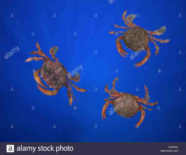 Crabe nageur à trois points : caractéristiques, régime alimentaire, élevage et utilisations
