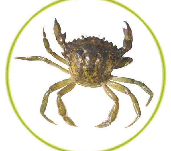 Crabe vert européen : caractéristiques, régime, élevage et utilisations