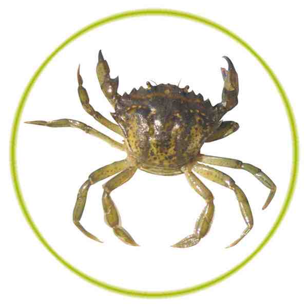 Crabe vert européen : caractéristiques, régime, élevage et utilisations