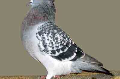 Crested Soultz Pigeon : Caractéristiques, Utilisations & Informations sur la race