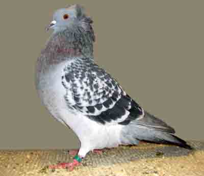 Crested Soultz Pigeon : Caractéristiques, Utilisations & Informations sur la race