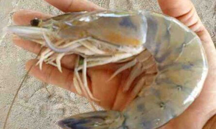Crevette pattes blanches : Caractéristiques, alimentation et élevage