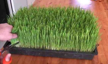 Cultiver de l'herbe de blé : Culture de l'herbe de blé biologique dans un jardin potager