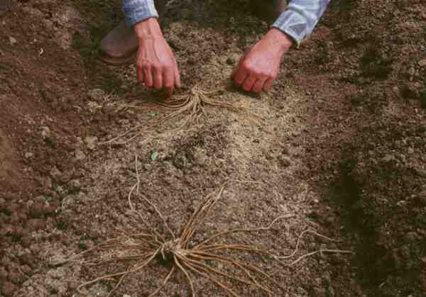 Cultiver des asperges: Culture d'asperges biologiques dans un jardin potager