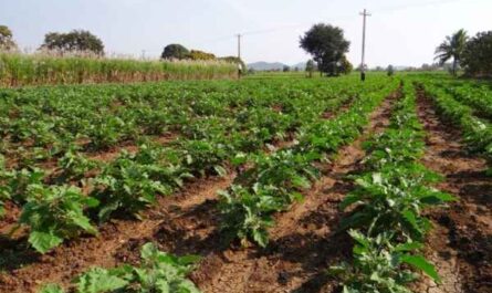 Cultiver des aubergines : agriculture biologique de brinjal dans un jardin potager