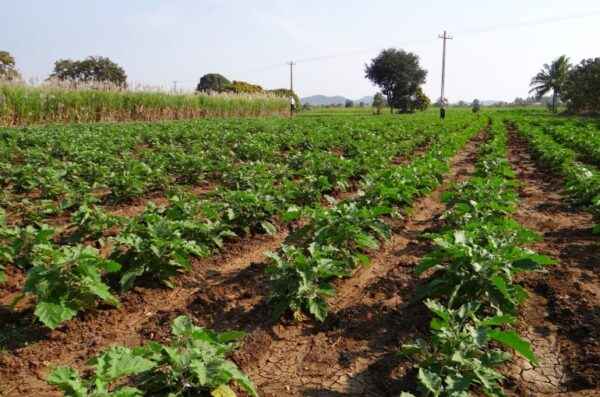 Cultiver des aubergines : agriculture biologique de brinjal dans un jardin potager