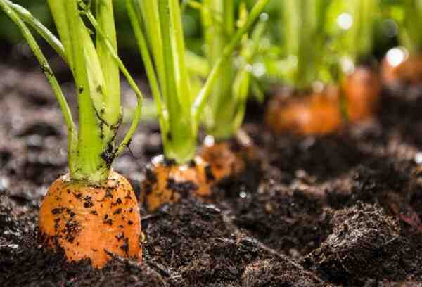 Cultiver des carottes: Culture de carottes biologiques dans un jardin potager