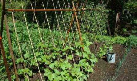 Cultiver des haricots: Culture de haricots biologiques dans un jardin potager