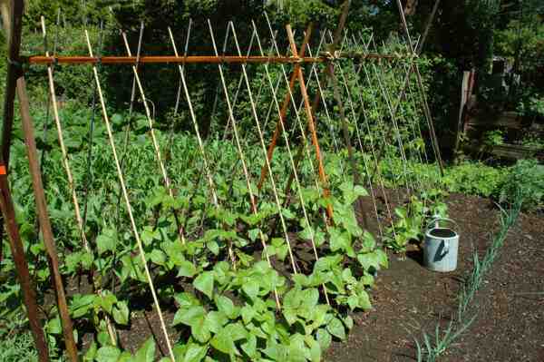 Cultiver des haricots: Culture de haricots biologiques dans un jardin potager